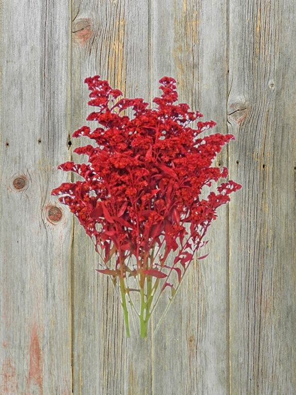 YELLOW  SOLIDAGO PAINTED RED